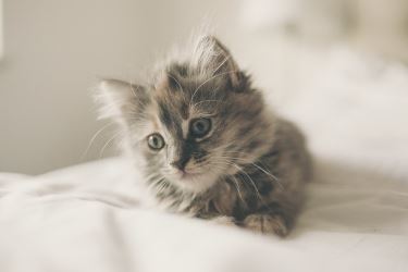 Kattenverzekering vergelijken