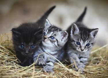 Kattenverzekering